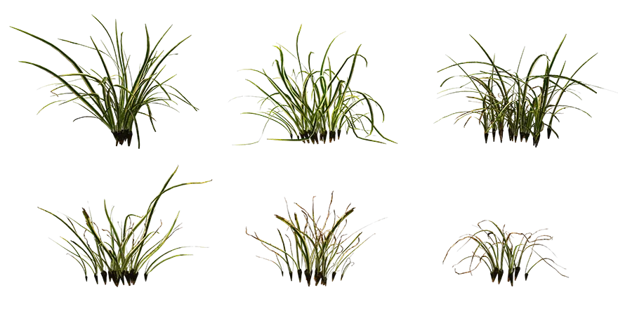 ribbon grass 001 — Descargar