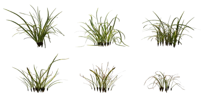ribbon grass 001 — Descargar