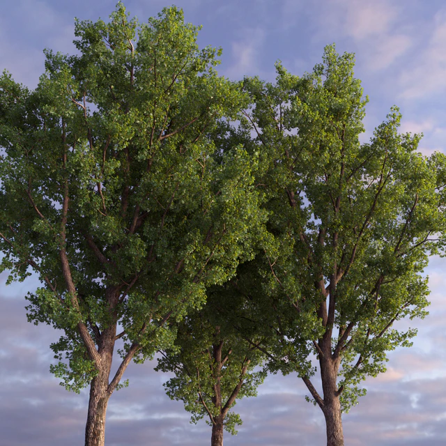 Poplar / Populus deltoides #2 — Descargar