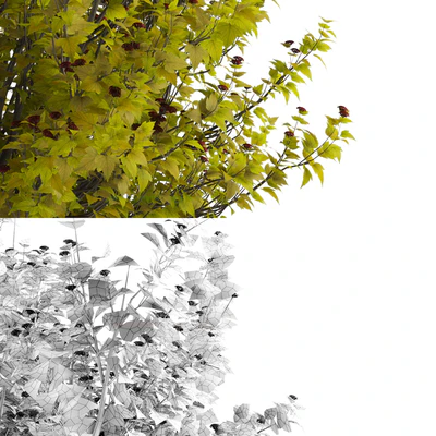Luteus canniferous buzzard | Physocarpus opulifolius Luteus — Ver 2