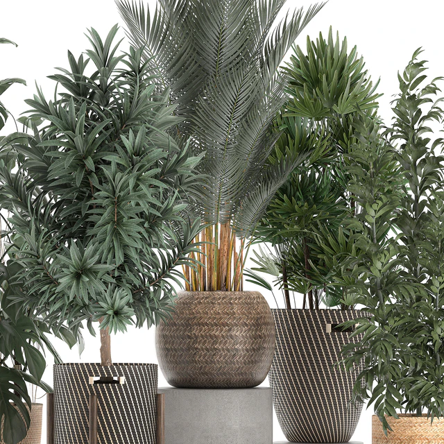 Collection of plants in flower wicker baskets with Monstera, bamboo bush, palm, Raphis Palm, Dracaena. Set 632. — Descargar