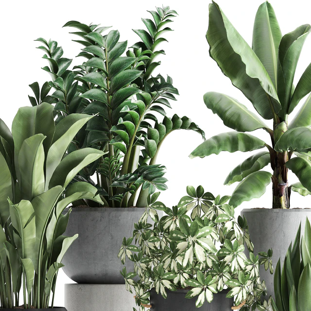 Plant Collection 392. Banana, Zamioculcas, Caladium, Schefflera, pot, flowerpot, concrete, outdoor — Descargar