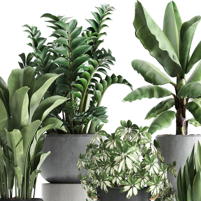 Plant Collection 392. Banana, Zamioculcas, Caladium, Schefflera, pot, flowerpot, concrete, outdoor — Ver 2