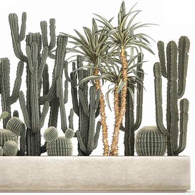 Collection of desert plants in a vase of cacti, prickly pear, Dracaena, carnegie, echinocactus, garden. Set 1096. — Ver 6