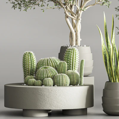 Cactus & plant vol 02 — Ver 3