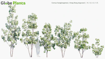 cornus hongkongensis — download