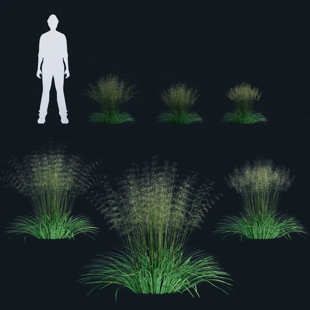 Lugovik turfy (Pike) | Deschampsia cespitosa — Descargar
