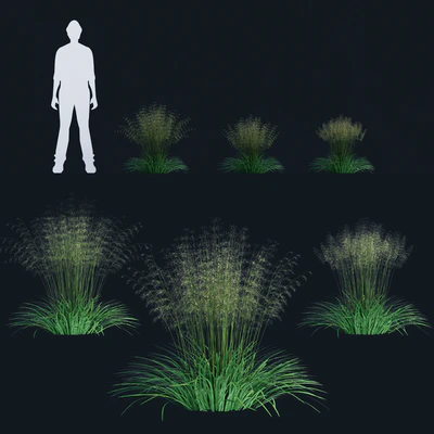 Lugovik turfy (Pike) | Deschampsia cespitosa — Ver 3