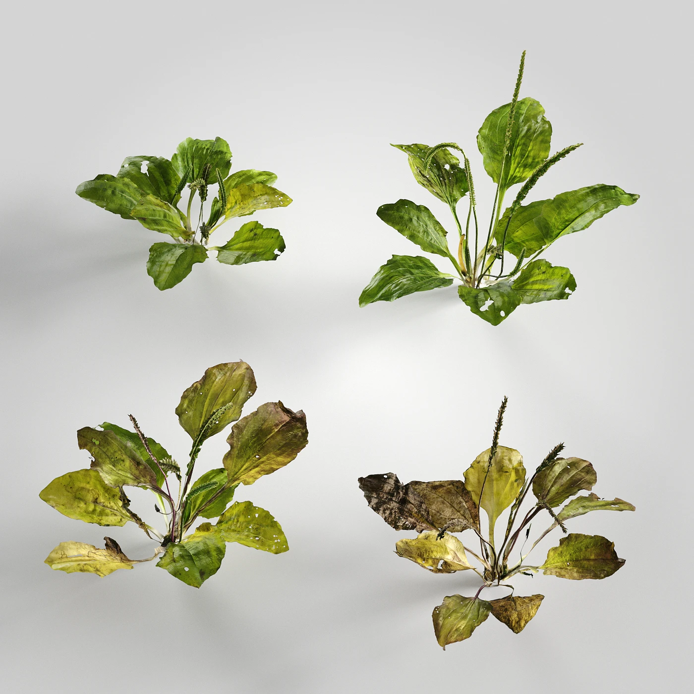low poly plants 008 — Descargar