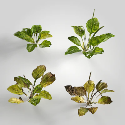 low poly plants 008 — Descargar