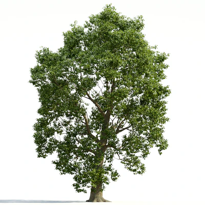 trees and barks 023 — Descargar