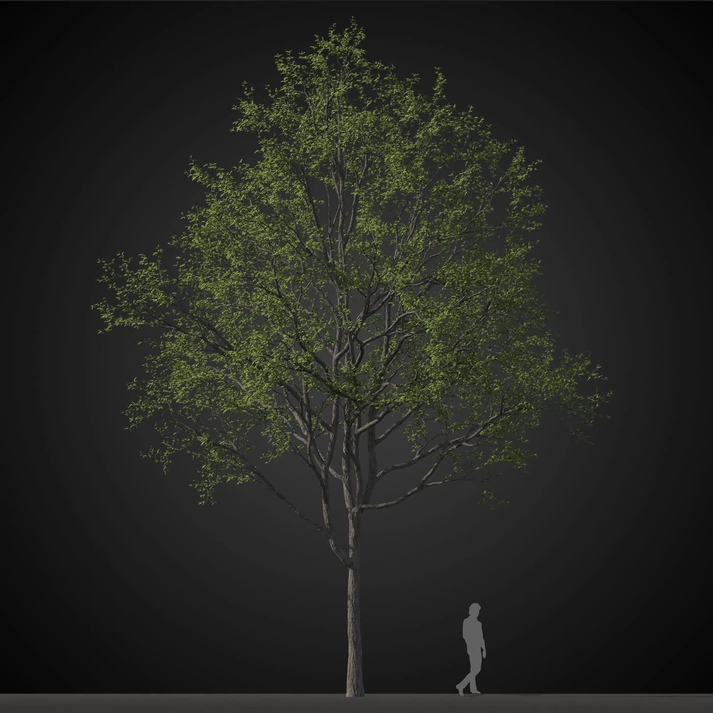 trees 008 — Download