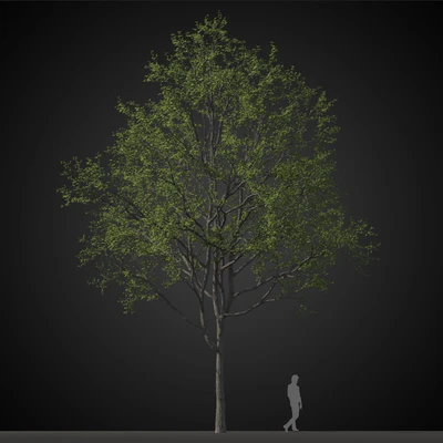 trees 008 — Download
