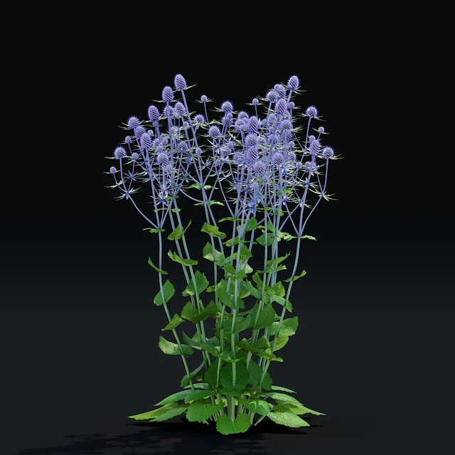 Cinegolovnik flat-leaved flowers | Eryngium planum — Descargar