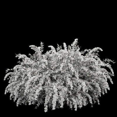 Spiraea cinerea 3 Material Grefsheim flowering shrub — Ver 4
