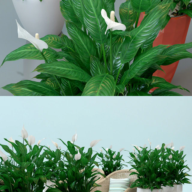 Spathiphyllum Wallis / Spathiphyllum wallisii in pots Lechuza — Descargar