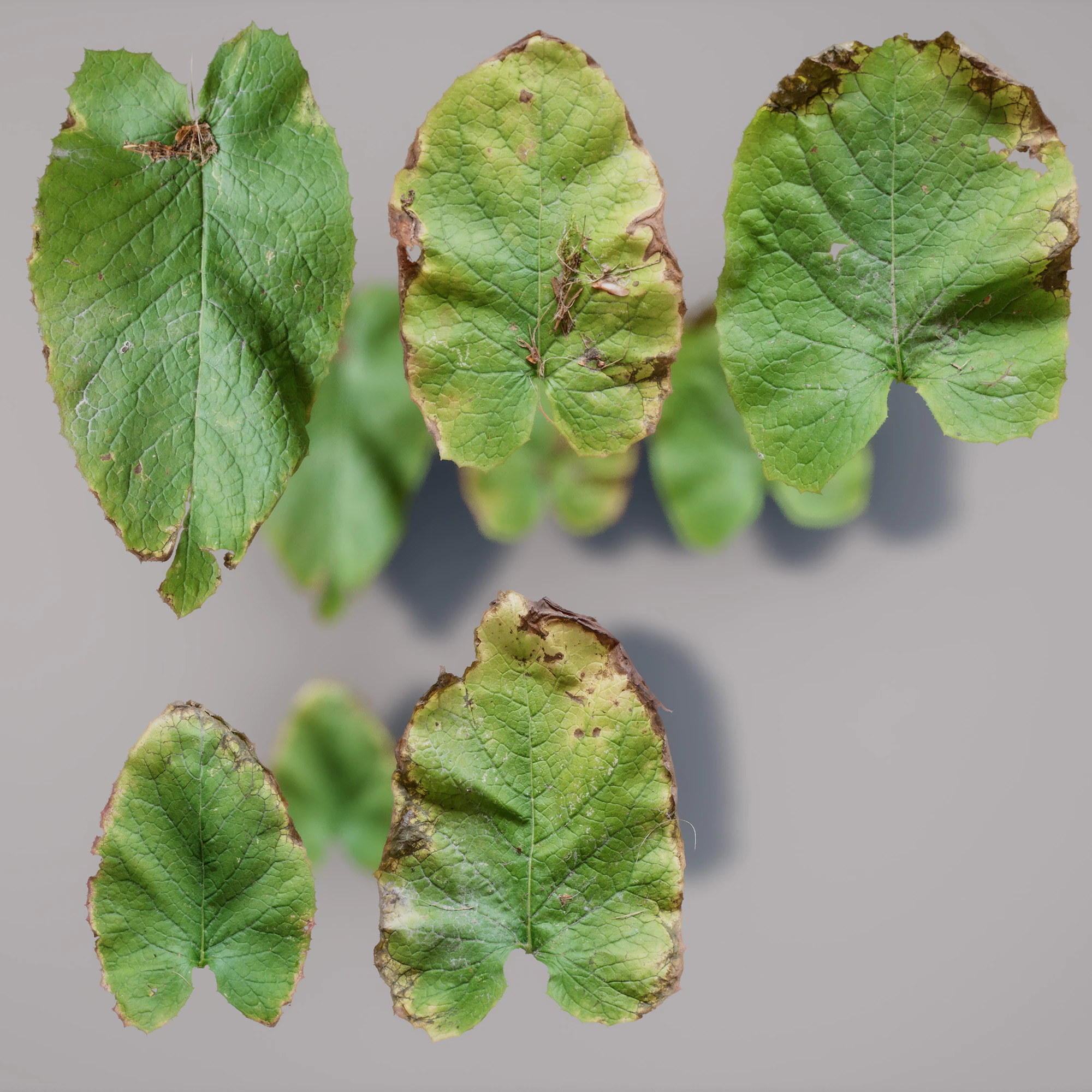 large clovers — Скачать