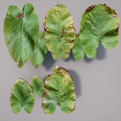 large clovers — download