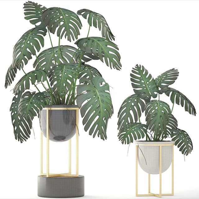 Monstera 8. Monstera, pot, flowerpot luxury, gold, bush, interior, decorative — Descargar