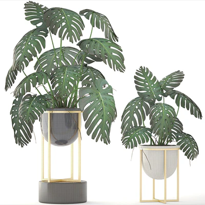 Monstera 8. Monstera, pot, flowerpot luxury, gold, bush, interior, decorative — Ver 2
