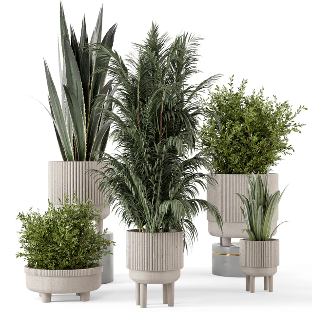 Indoor Plants in Standing Legs Small Bowl Concrete Pot - Set 788 — Descargar