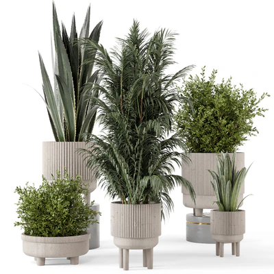 Indoor Plants in Standing Legs Small Bowl Concrete Pot - Set 788 — скачать