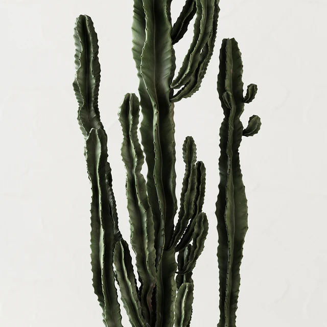 Set of Cactuses — Descargar