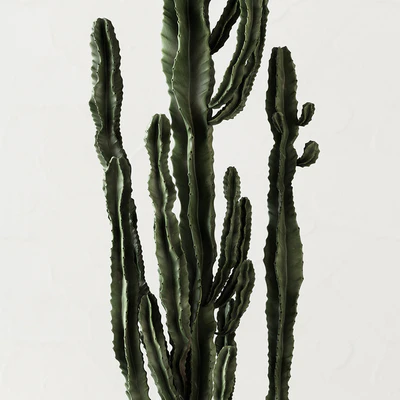 Set of Cactuses — Ver 2