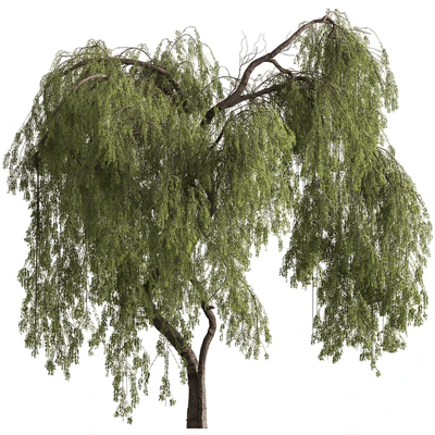 Babylon Willow Tree Set 377 — View 4