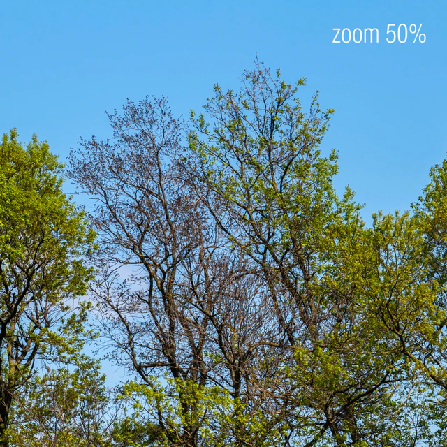 Panorama with Trees v2. 50k — Descargar