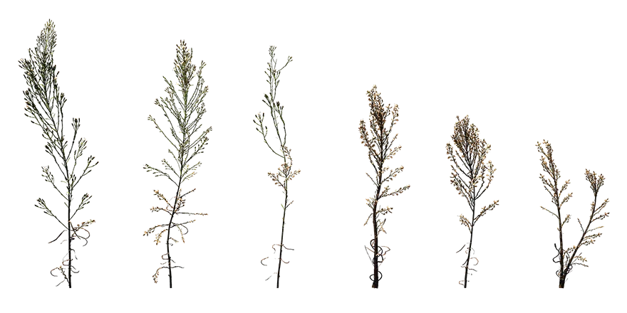 bushy starwort 001 — Скачать