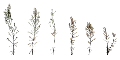 bushy starwort 001 — Скачать