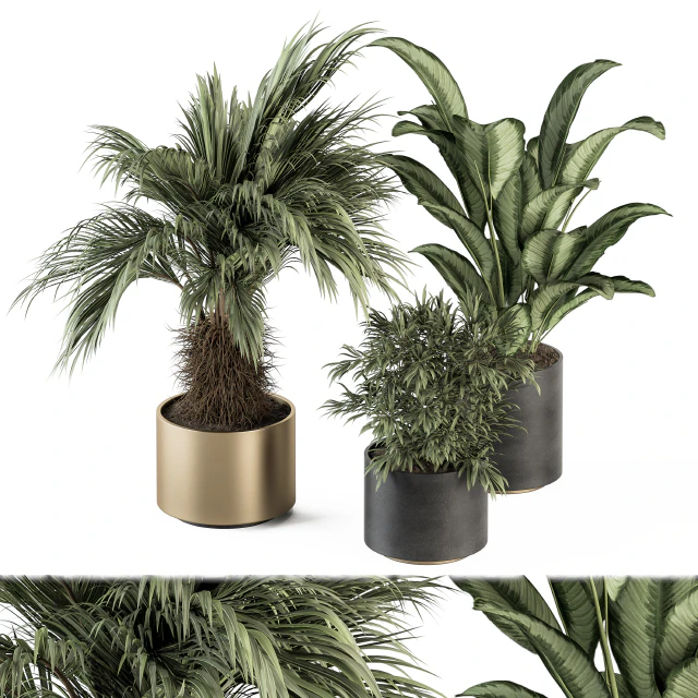indoor Plant Set 256 - Plant Set in pot — Descargar
