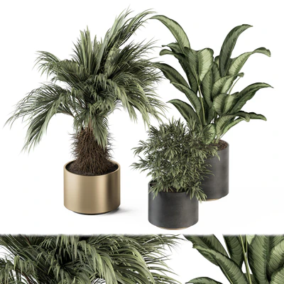 indoor Plant Set 256 - Plant Set in pot — Ver 1