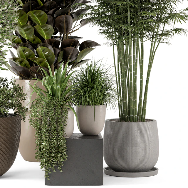 Indoor Plants in rusty Concrete Pot - Set 229 — Descargar
