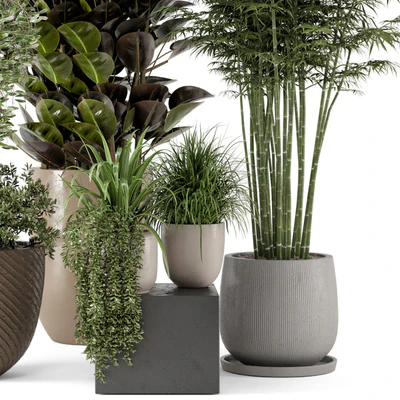 Indoor Plants in rusty Concrete Pot - Set 229 — Ver 5