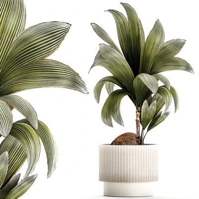 Коллекция растений 1457 — Вид 3