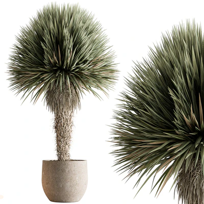 Outdoor Plants 577 - Yuka Tree — Вид 1
