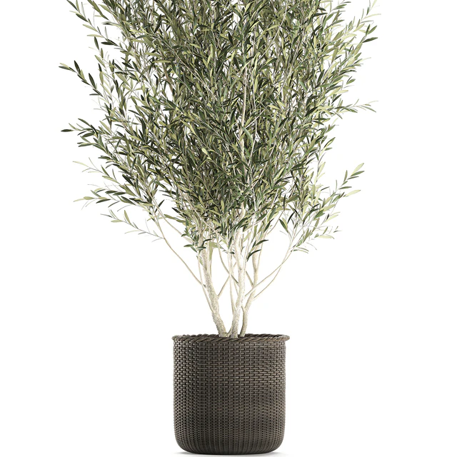A beautiful little decorative olive tree in a wicker basket. Set 651. — Descargar