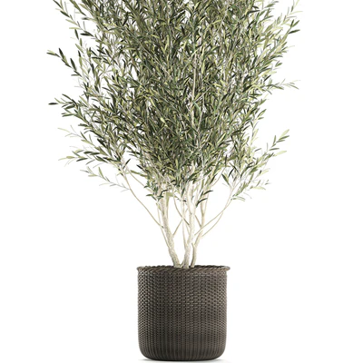 A beautiful little decorative olive tree in a wicker basket. Set 651. — Ver 4