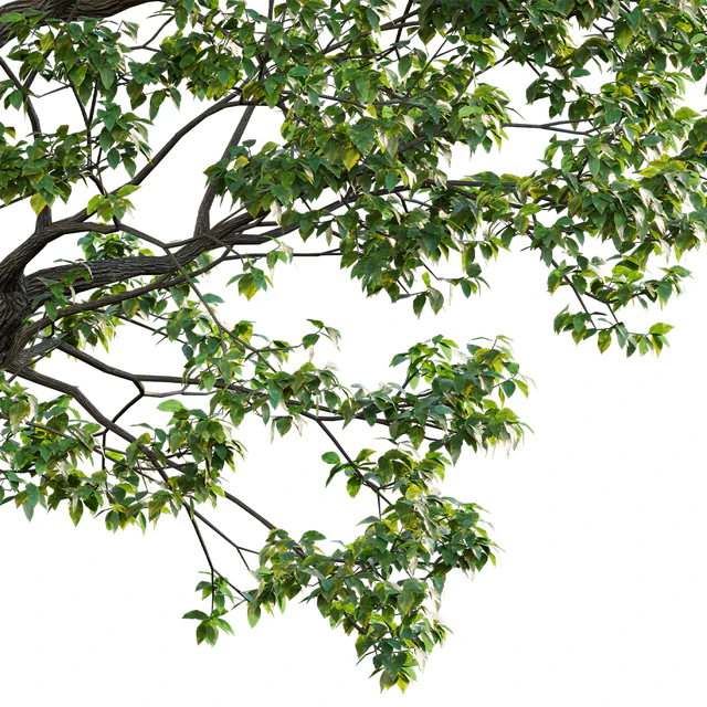 Cinnamomum camphora 02 — Descargar