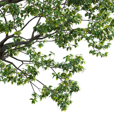 Cinnamomum camphora 02 — Ver 4
