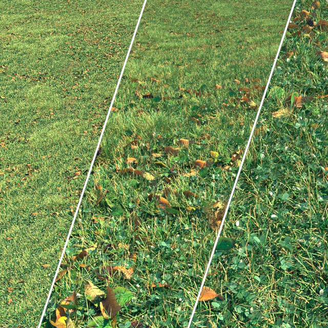 Autumn grass — Descargar