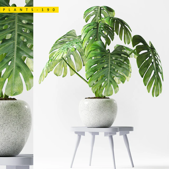 PLANTS 190 — Descargar