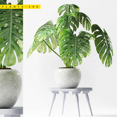 PLANTS 190 — Descargar