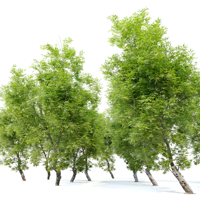 Fiddlewood tree 2 — Descargar