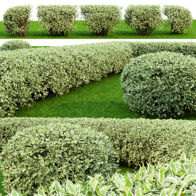 Дерен белый Элегантиссима | Cornus Alba Elegantissima hedge #2 — Скачать