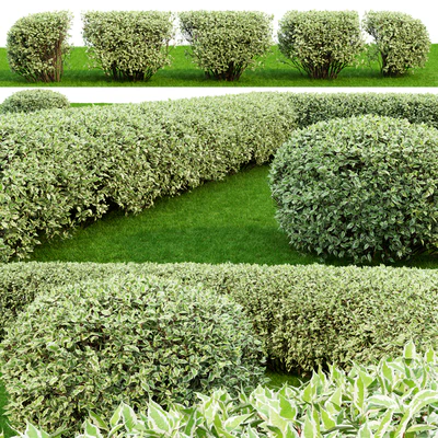 Дерен белый Элегантиссима | Cornus Alba Elegantissima hedge #2 — Вид 3