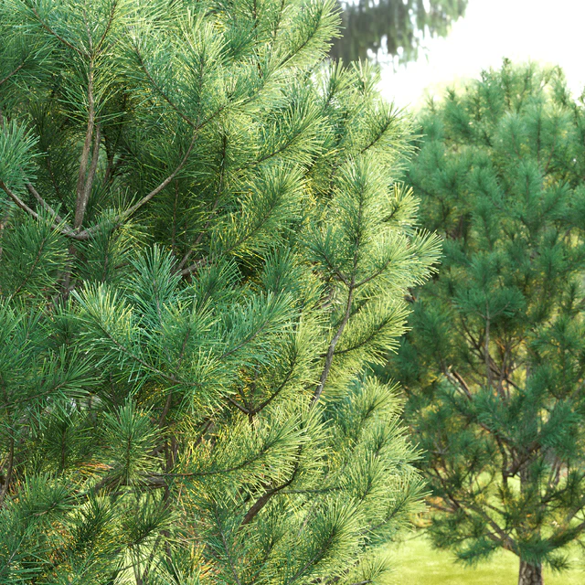 Pine — Скачать