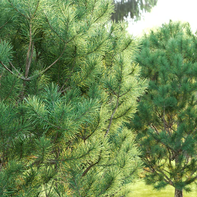 Pine — Вид 3